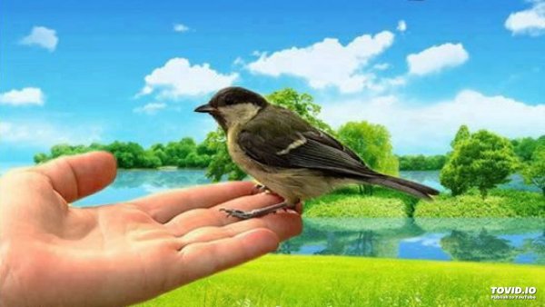 Сница в руках журавль в небе