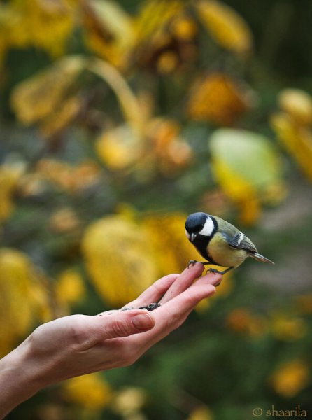 Синичка на ладони