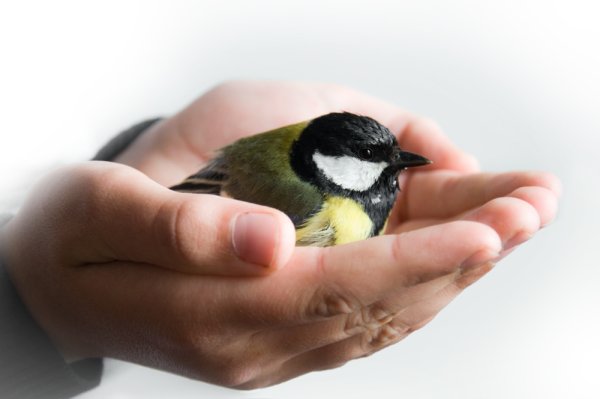 Синица в руках