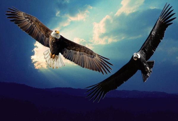 Андский Кондор и ястреб