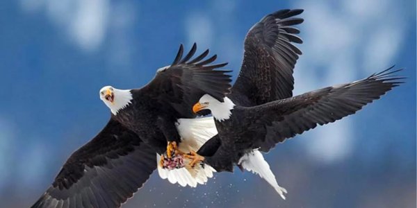 Орлица самка орла