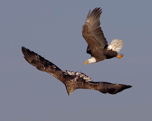 Орел и орлица