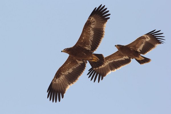 Степной Орел и орлица