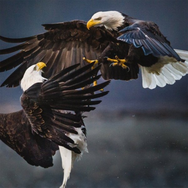 Белоголовый Орлан самка