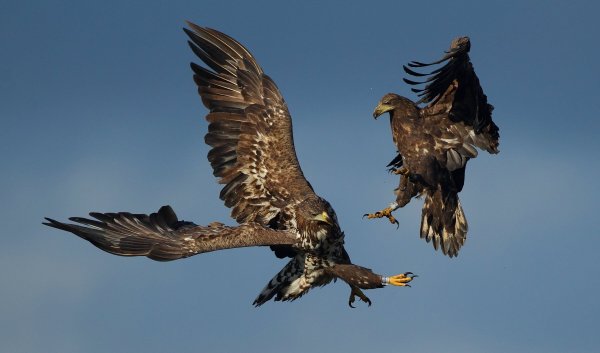 Орлы дерутся