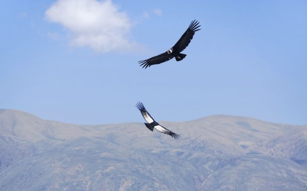 Два орла в небе