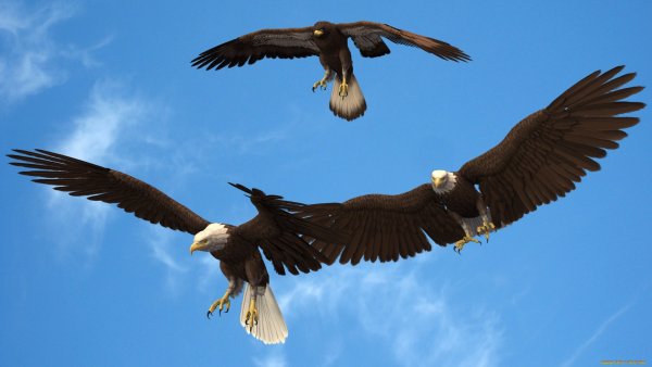 Сухая орлица Орел