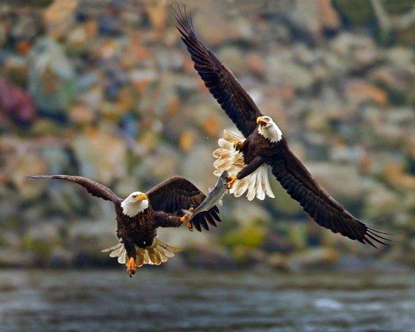 Орел и орлица в полете