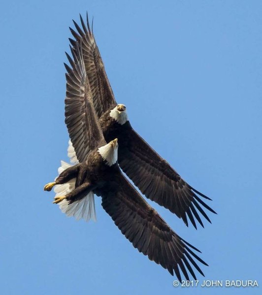 Два орла в полете