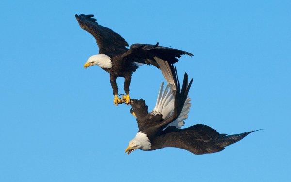 Белоголовый Орлан спаривание