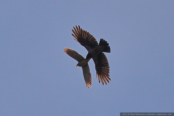 Пара Орлов в небе