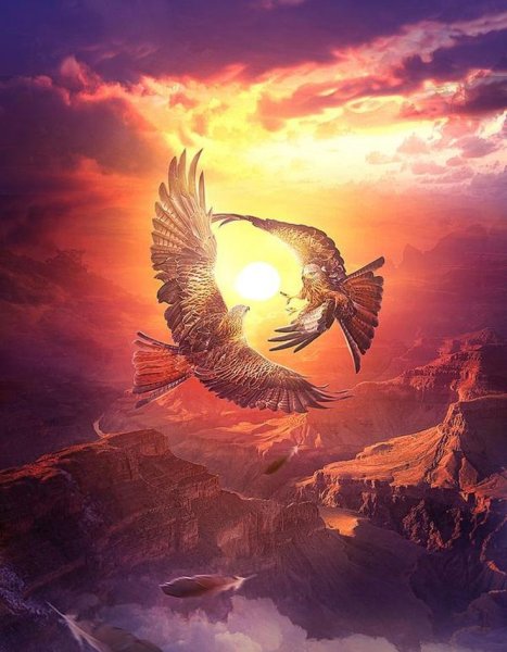 Два орла в небе