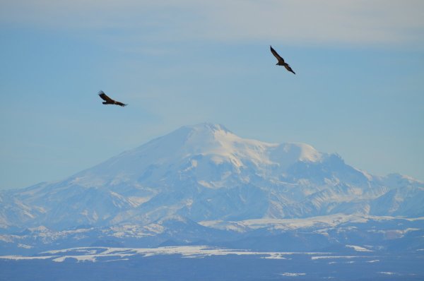 Орел над Эльбрусом