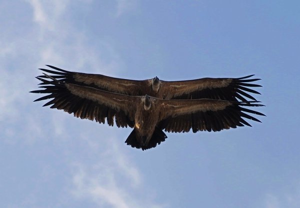 Орел и орлица в полете