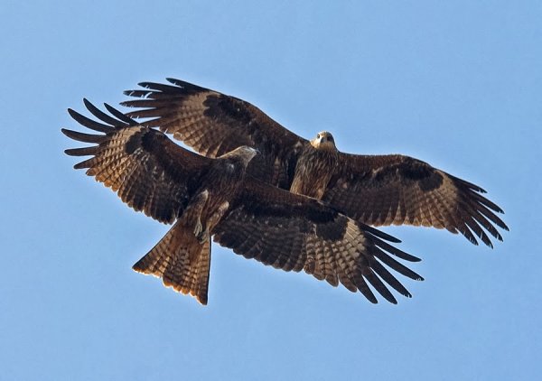 Коршун самка