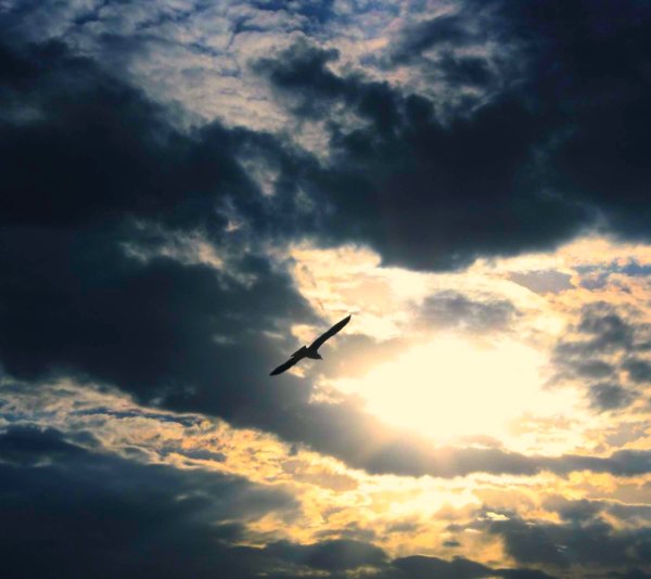 Одинокая птица в небе