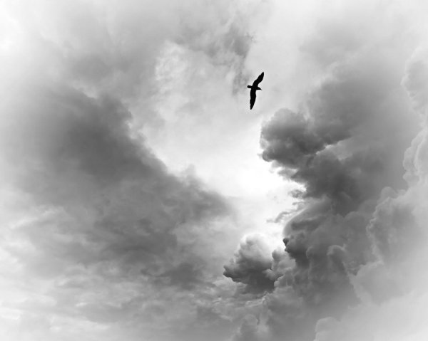 Одинокая птица высоко в небе