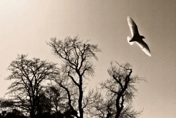 Птицы над деревьями