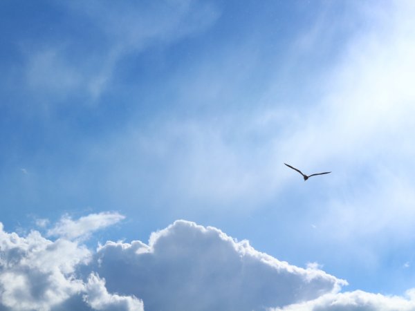 Красивое небо с птицами