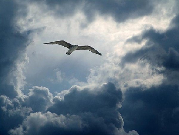 Одинокая птица в небе