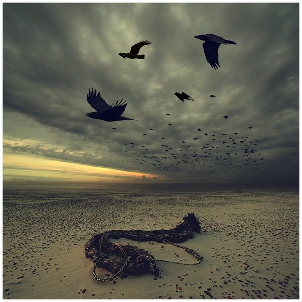 Птицы кружат