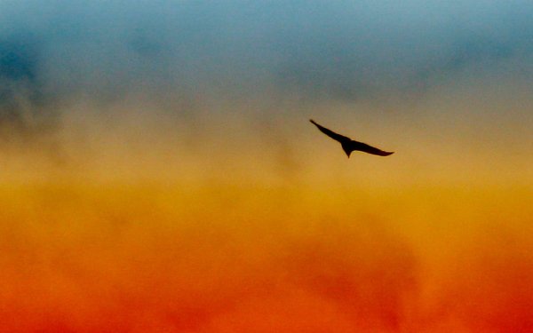 Птицы летят поодиночке