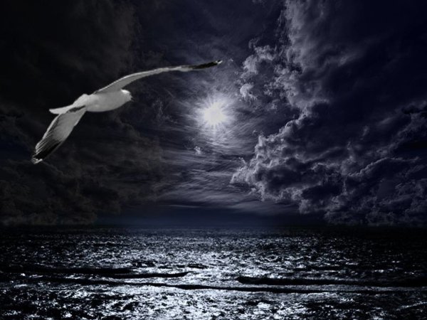 Одинокая птица над морем