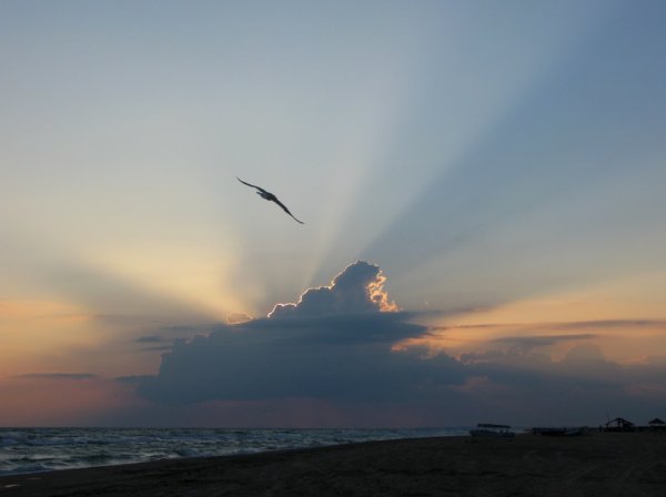 Одинокая птица в небе