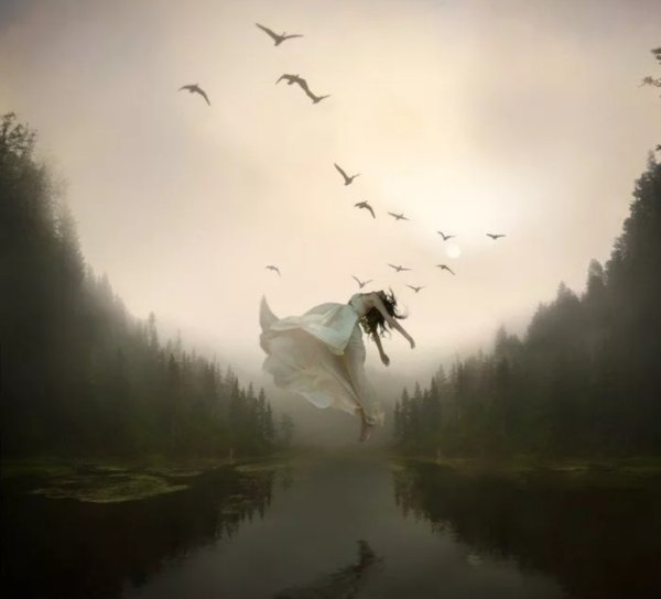 Одиночество птицы