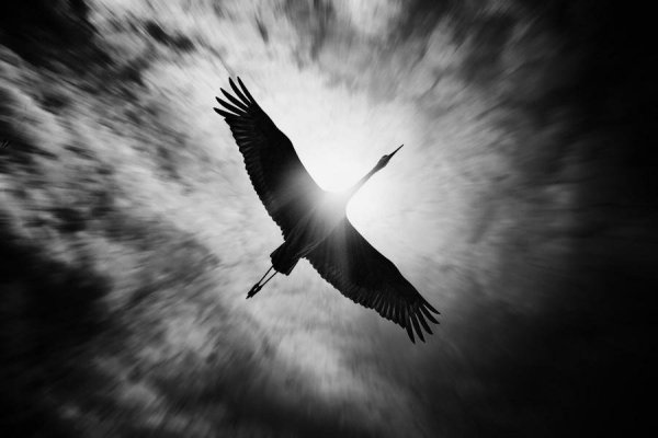 Журавль в небе