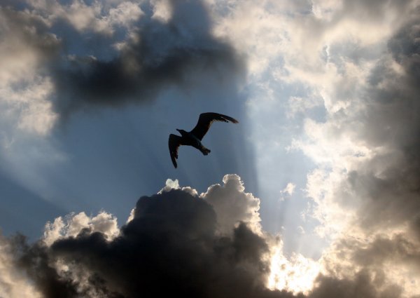 Одинокая птица