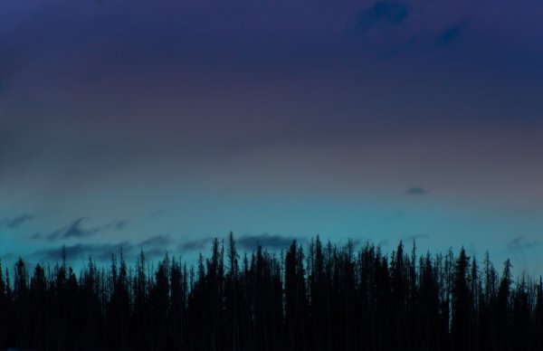 Луна сквозь деревья