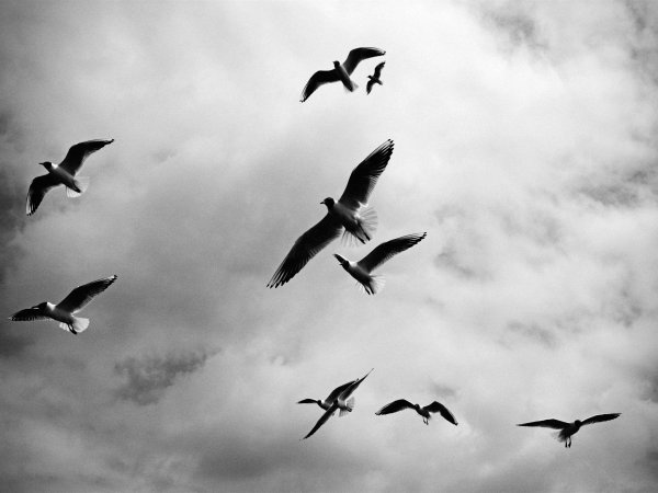 Мирное небо