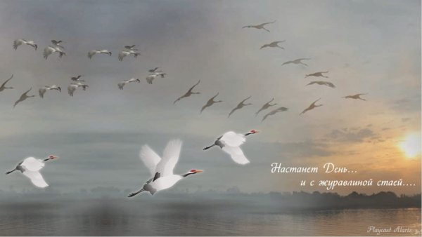 Белая птица