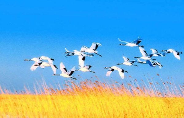 Белый голубь