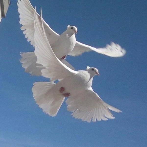 Голубь мира в небе