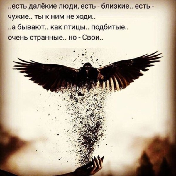 Фразы про птиц