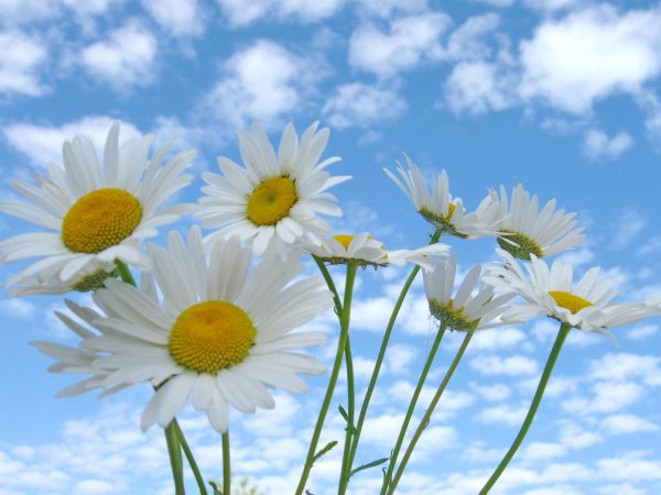 Ромашки на фоне неба