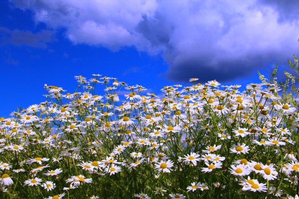 Гармония ромашки