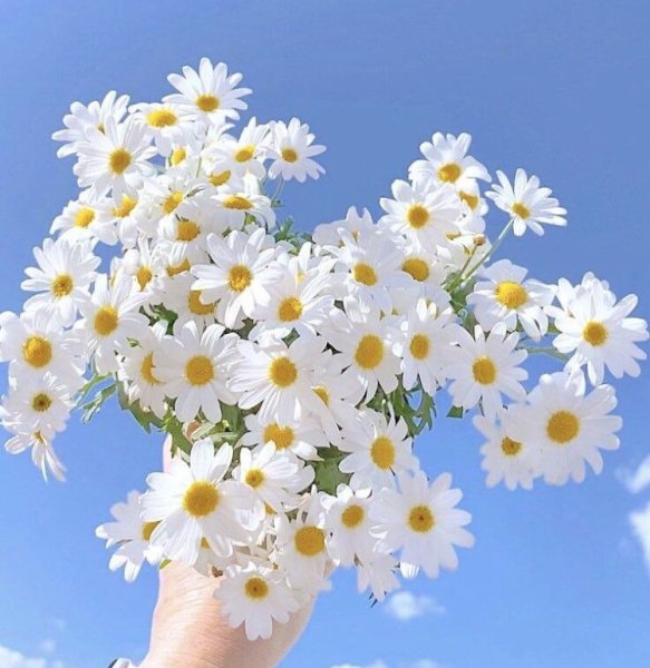 Поле ромашек