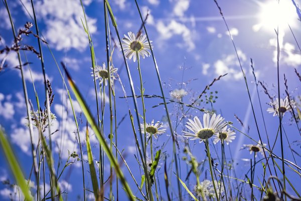 Поле с ромашками и голубым небом