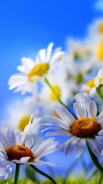 Поле ромашек