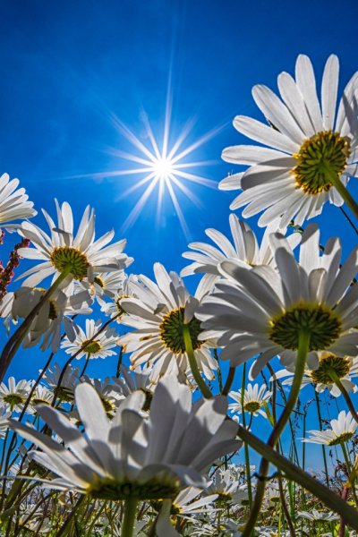 Природа солнце