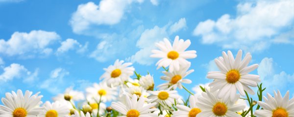 Ромашковое поле