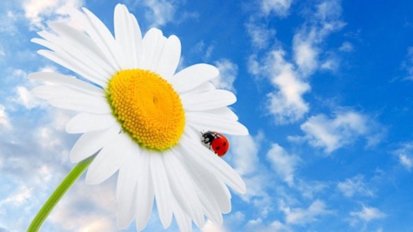 Ромашки на фоне неба