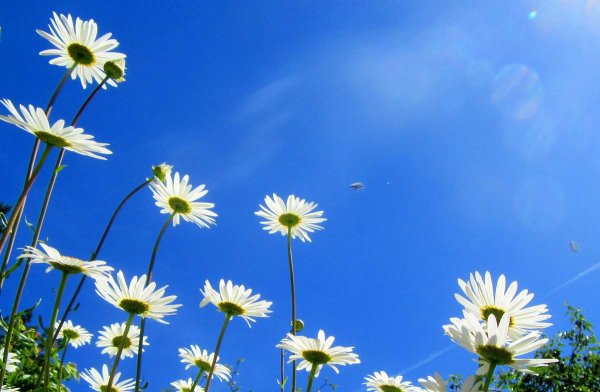 Ромашки на фоне неба