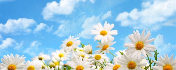 Ромашки небо солнце