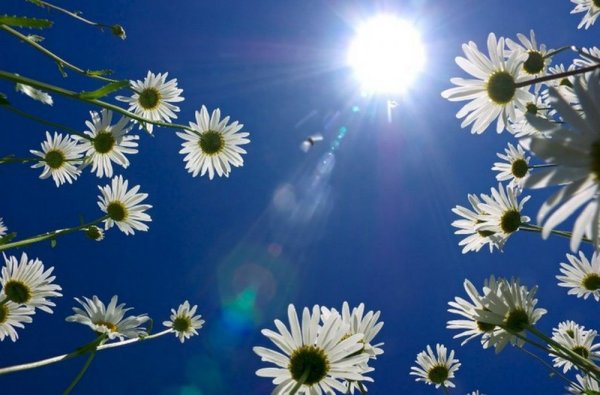 Ромашки и голубое небо