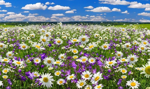 Ромашки и небо