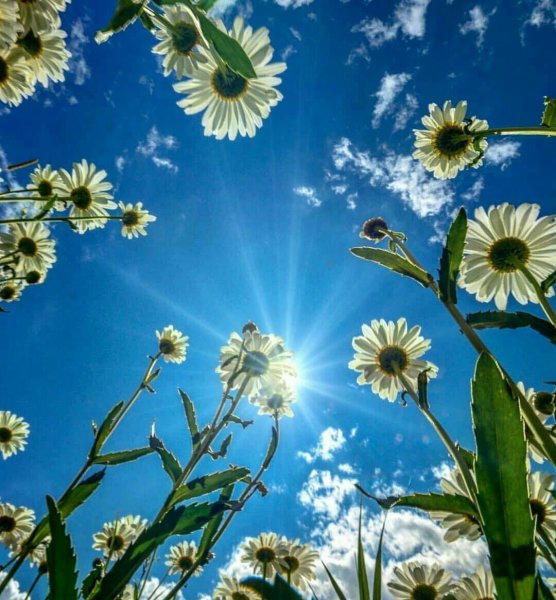 Фон небо цветочки